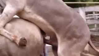 Must watch Animal mating video
