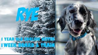 Park City Dog Trainers ||| OLK9 Utah ||| 1 Year Old English Setter Rye