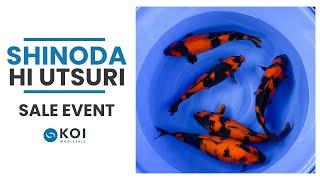 Shinoda Hi Utsuri | Open Sale Event | Japanese Koi For Sale