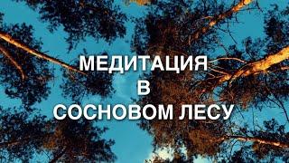 «МЕДИТАЦИЯ В СОСНОВОМ ЛЕСУ»