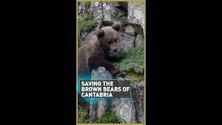 Saving the brown bears of Cantabria