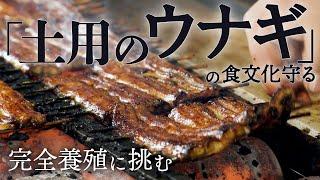 【土用の丑】「土用のウナギ」の食文化守る　完全養殖で天然稚魚不要【映像でわかる】