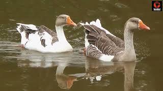 Qual a diferença entre o pato e o ganso?