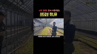 특별한 관리가 필요없는 스트로브잣나무 #shorts #스트로브잣나무 #스잣 #수복나무시장
