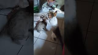 kucing Leon mengambil makanan sambil berdiri #shortvideo #kucinglincah #bayikucinglucu
