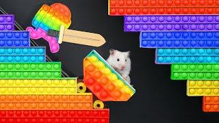  Hamster vs Pop It maze for pets  Escape in real life