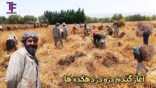 سفر به دهکده نوآباد ولسوالی خواجه بهاوالدین گزارش ویژه از دورکردن گندم توسط کارگر ها||Takhar Fans