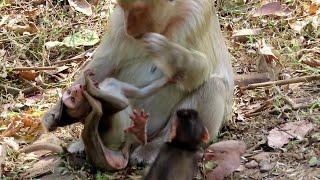 Oops! Mon and Baby Monkey Fight For Food, The moment hungry mom