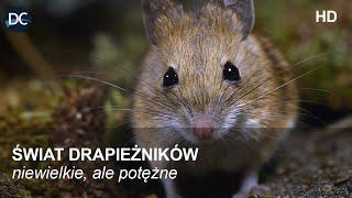 Niewielkie, ale potężne | Świat drapieżników | Film przyrodniczy lektor pl | Film dokumentalny