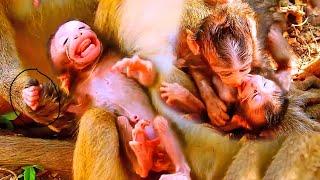 Helping me!! Action newborn monkey babies has the feeling of afraid after disturbed by old monkey