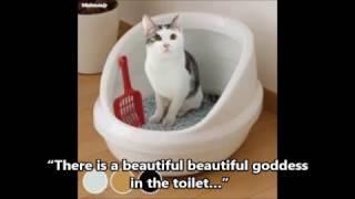 Japanese Toilet  [ God of the restroom ]　English-subtitled　トイレの神様