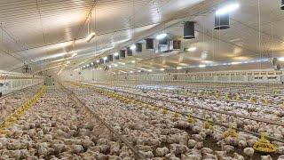 MENAKJUBKAN ! PETERNAKAN AYAM PEDAGING BROILER MODERN DI AMERIKA