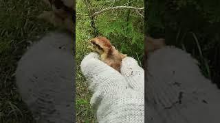 цыпленок рябчика