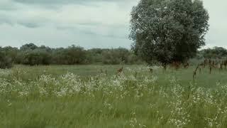 Розповідь вітру.Міра Шентюрк. Story of the Wind. Mira Şentürk.