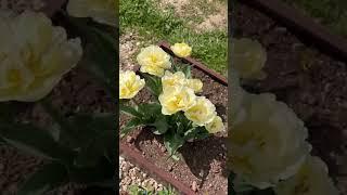 Эксклюзивные грядки в цвете  "Дуб Антик"  #грядки #огород #дачасадогород #дача #сад #огородничество