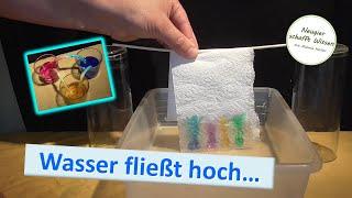 Wasser fließt hoch! Experimente zu Adhäsion und kommunizierende Röhren für Kinder