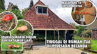 BANYAK JAMUR LIAR TUMBUH DI HALAMAN RUMAH MERTUAKU DI PEDESAAN BELANDA