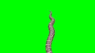 Biggest Snake Green Screen HD Video Footage