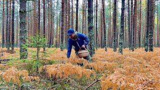 ГРИБНИК ПРОМОК НО ГРИБЫ НАШЁЛ!