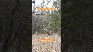 Up close at ground level! Bow Hunting the Rut