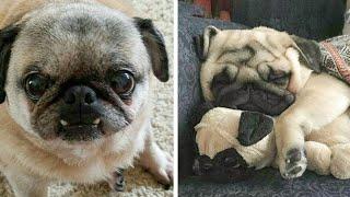 Cute & Funny Pug Videos That Are IMPOSSIBLE Not To Aww At| Cutest Puppies