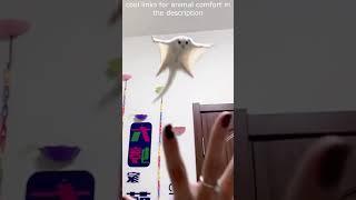 Top  Funny animals videos - Try Not To Laugh  - 103 #Shorts