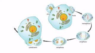 Living Environment - Understanding Mitosis