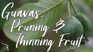 Guavas: Pruning & Thinning Fruit