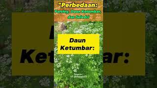 Perbedaan Parsley, Daun Ketumbar, dan Seledri #shorts #shortvideos #parsley #ketumbar #seledri