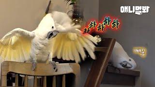 앵태식이 또 돌아왔으니까 1:40만 좀 보고 가세요ㅣReason Why a Selfharming Cockatoo Changed Completely