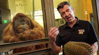 A Favorite Fruit For Orangutans — Durian