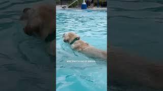 Dog Obsessed With Water Goes To A Waterpark | The Dodo