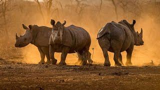 Rhino Awareness - World Rhino Day lets save these amazing animals