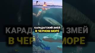 Это существо, пугает людей в чёрном море #невероятныефакты #цивилизации #тайны #мифы #удивительное