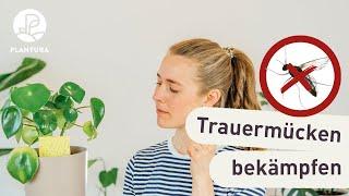 Trauermücken bekämpfen - So werdet ihr die Fliegen in der Blumenerde los!