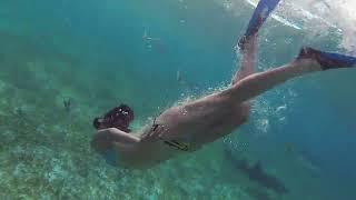 Female Snorkeler and Nurse Sharks