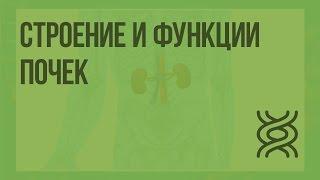 Строение и функции почек. Видеоурок по биологии 8 класс