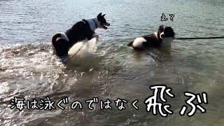 【伊豆】謎。海で飛ぶ犬(泳ぐ練習もしました！)