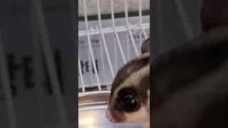 #Sugar Glider#Skinship #Pat pat#Chang_ee51#JJingee151