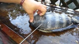 How "I" fillet a sheepshead