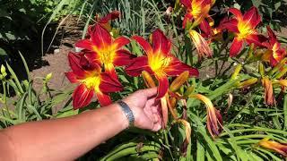 How To Care For Daylilies