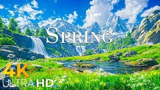 A Glimpse of Spring Life in Switzerland  Mesmerizing 4K Nature Footage 4K