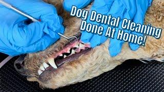 No Sedation?!?! A Dog Dental Cleaning Done At Home  Tartar bulid up removed by scaling teeth!