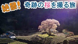 牛代の水目桜,一度は行きたい日本の桜絶景を撮ったら奇跡が起きた旅(静岡県島田市)Cherry Blossoms Sakura Japan,Travel Ι 絶景屋(Photo & Drive)