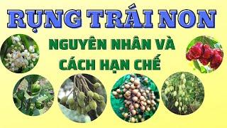 Tại sao cây rụng trái non | Hạn chế rụng trái non trên cây ăn trái | Chặn đọt hạn chế rụng trái