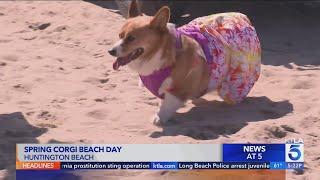 Corgi Beach Day takes over Huntington Beach