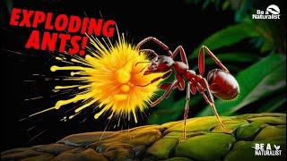 Exploding Ants: Nature's Tiny Time Bombs! 