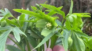 Green Hellebore with John Feehan, Wildflowers of Offaly series