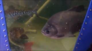 Pacu, Red Tailed Catfish, Tiger Shovenose Catfish, Bass