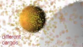 Nanoparticle Transport in Tumors - Short Version